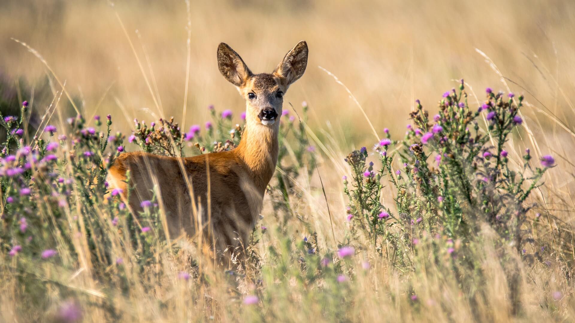 Hunters Harvest 5,741 Deer During Missouri’s Early Antlerless Portion