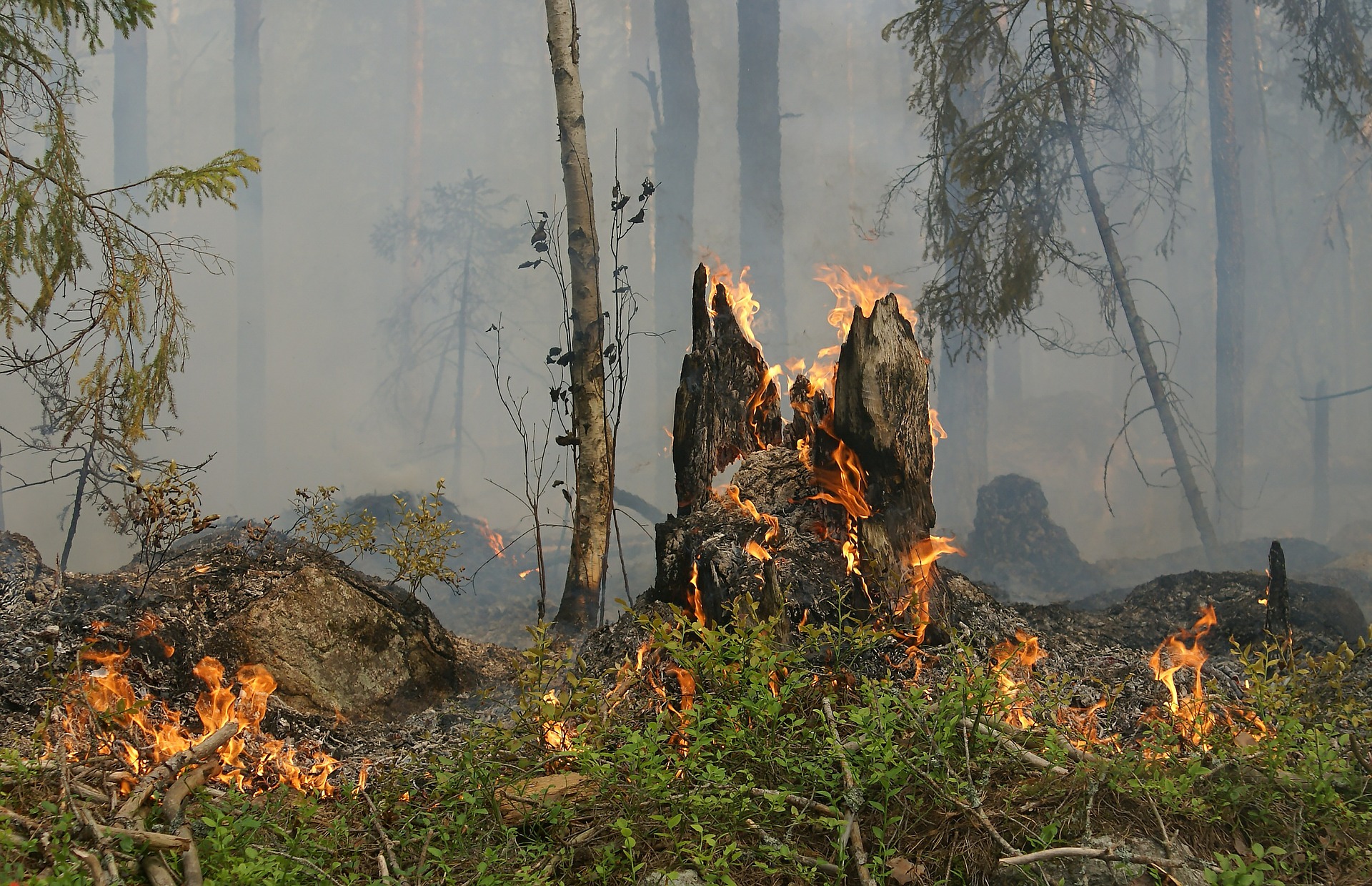 Man Admits to National Forest Crimes