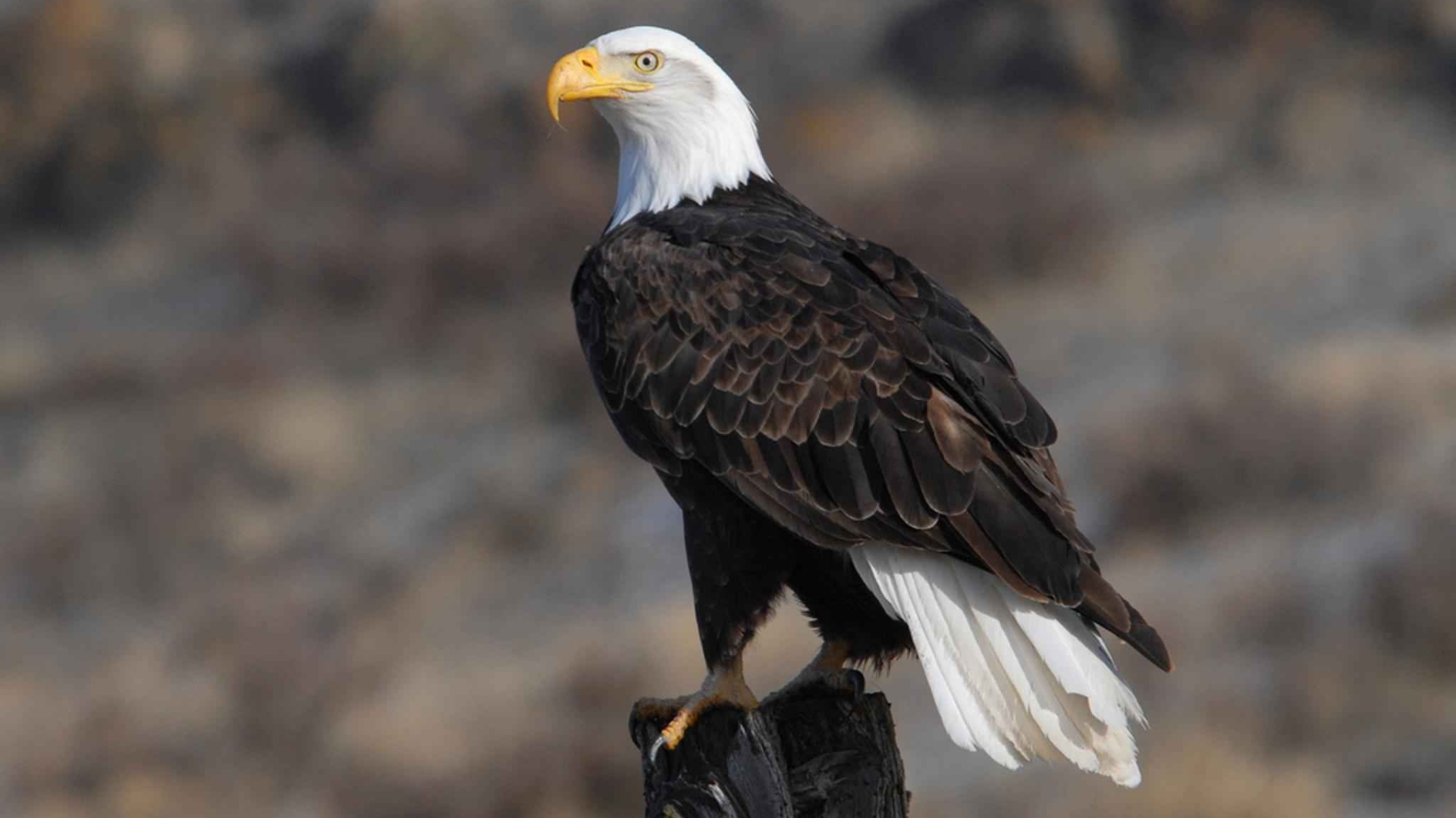 Missouri Winter Eagle Watching Days