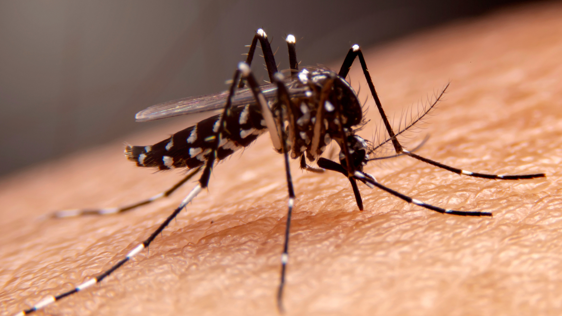 Mosquito Borne Illness Affect Missouri Teen