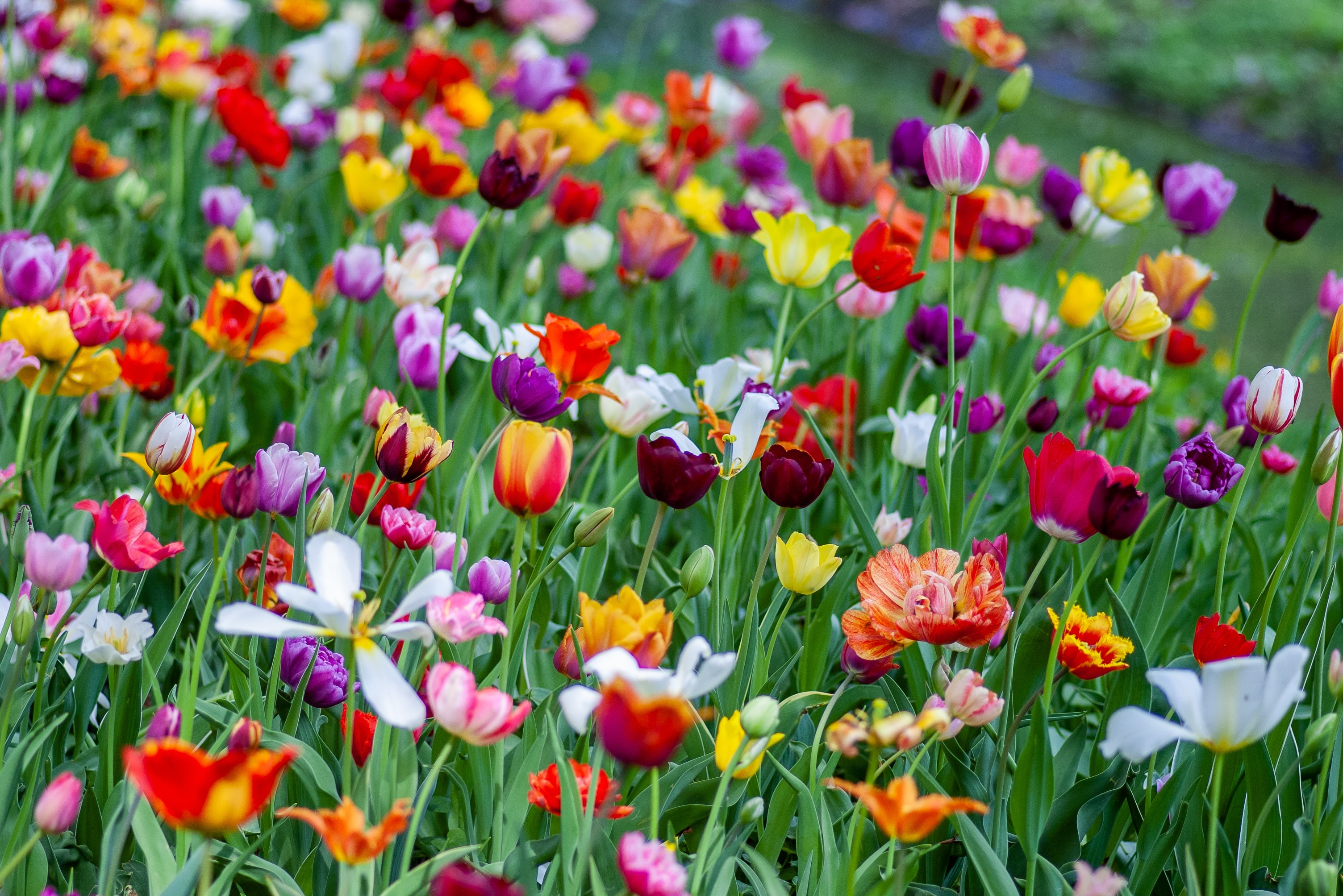 Ste. Genevieve Garden Walks in May